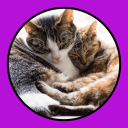 Baixar  Katzen Clicker Training Light