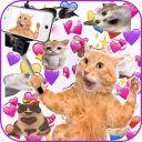 Baixar  memes Adesivos Gatos