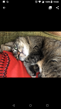Baixar Luma: converter heic para jpg Foto para Android captura de tela 3