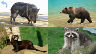 Baixar Animals for Kids Jogos de Aprendizagem para Android captura de tela 6