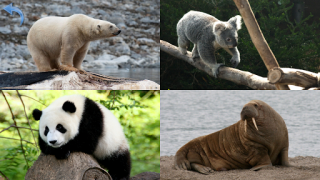 Baixar Animals for Kids Jogos de Aprendizagem para Android captura de tela 7