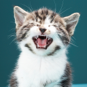 Baixar  Cats sounds