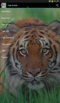 Baixar Cats sounds Música e áudio para Android captura de tela 3