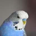 Baixar  Appp.io - Sounds Parakeet