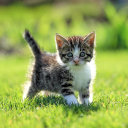 Baixar  Cat Live Wallpaper