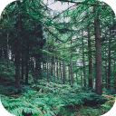 Baixar  Floresta Wallpapers HD (fundos e temas)