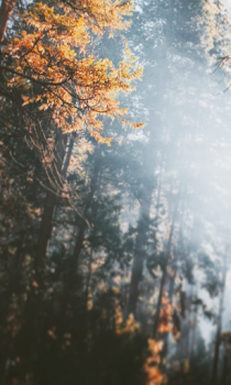 Baixar Floresta Wallpapers HD (fundos e temas) Personalização para Android captura de tela 3