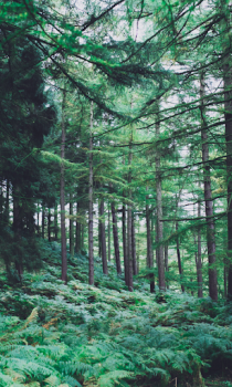 Baixar Floresta Wallpapers HD (fundos e temas) Personalização para Android captura de tela 4