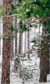 Baixar Floresta Wallpapers HD (fundos e temas) Personalização para Android captura de tela 5
