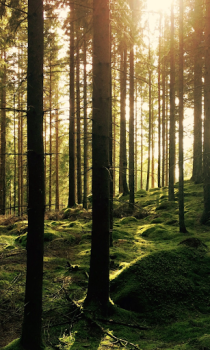 Baixar Floresta Wallpapers HD (fundos e temas) Personalização para Android captura de tela 7