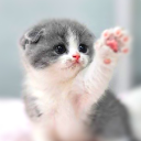 Baixar  Cat Wallpaper HD