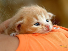 Baixar Cat Wallpaper HD Personalização para Android captura de tela 2