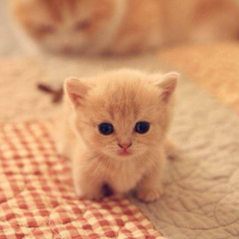 Baixar Cat Wallpaper HD Personalização para Android captura de tela 3