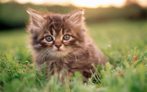 Baixar Cat Wallpaper HD Personalização para Android captura de tela 4