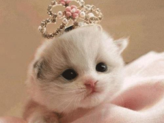 Baixar Cat Wallpaper HD Personalização para Android captura de tela 5