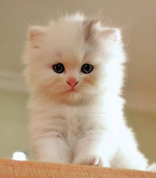 Baixar Cat Wallpaper HD Personalização para Android captura de tela 6