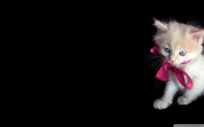 Baixar Cat Wallpaper HD Personalização para Android captura de tela 7