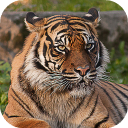 Baixar  Tigre Wallpapers HD (fundos e temas)