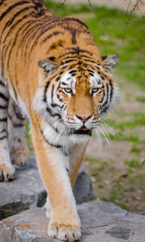 Baixar Tigre Wallpapers HD (fundos e temas) Personalização para Android captura de tela 2