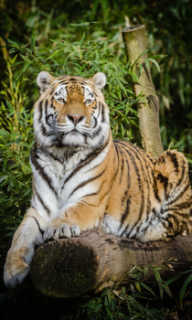 Baixar Tigre Wallpapers HD (fundos e temas) Personalização para Android captura de tela 3