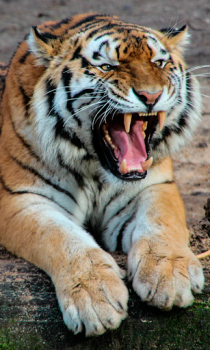Baixar Tigre Wallpapers HD (fundos e temas) Personalização para Android captura de tela 4