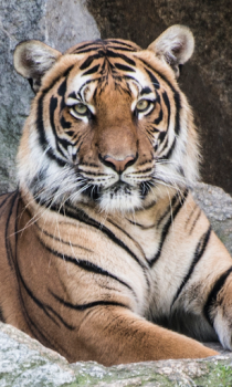 Baixar Tigre Wallpapers HD (fundos e temas) Personalização para Android captura de tela 5
