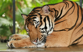 Baixar Tigre Wallpapers HD (fundos e temas) Personalização para Android captura de tela 6