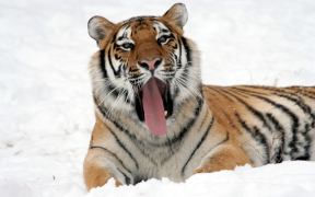 Baixar Tigre Wallpapers HD (fundos e temas) Personalização para Android captura de tela 7