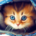 Baixar  Papel De Parede Gatos Bonitos