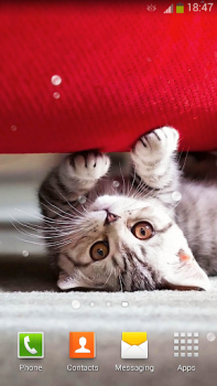Baixar Papel De Parede Gatos Bonitos Personalização para Android captura de tela 2