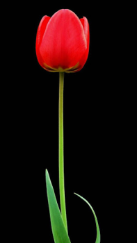 Baixar Dark Theme Wallpapers - Dark B Personalização para Android captura de tela 4
