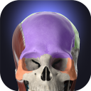 Baixar  Anatomyka - 3D Anatomy Atlas