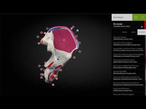 Baixar Anatomyka - 3D Anatomy Atlas Medicamento para Android captura de tela 8