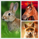 Baixar  Animais Papel De Parede