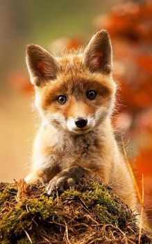 Baixar Animais Papel De Parede Personalização para Android captura de tela 2