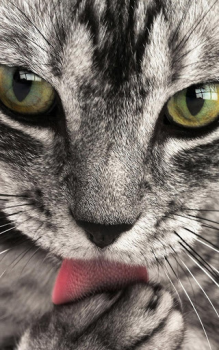 Baixar Animais Papel De Parede Personalização para Android captura de tela 3