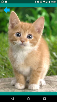Baixar Sons de animais. Entretenimento para Android captura de tela 3