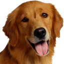 Baixar  Dog Breeds