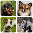 Baixar  Cachorros - Quiz!