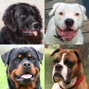 Baixar  Cães - Adivinhe todas as raças