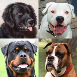 Logotipo Cães - Quiz sobre todas as raças populares