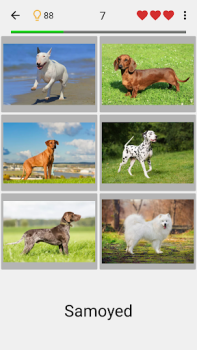 Baixar Cães - Adivinhe todas as raças Curiosidades para Android captura de tela 6