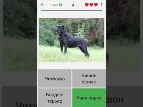 Baixar Cães - Adivinhe todas as raças Curiosidades para Android captura de tela 8