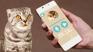 Baixar Переводчик на кошачий язык Entretenimento para Android captura de tela 3