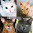Baixar  Gatos - Quiz sobre as raças