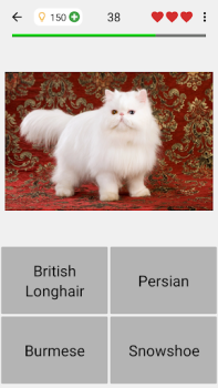 Baixar Gatos - Quiz sobre as raças Curiosidades para Android captura de tela 4