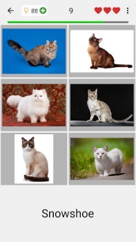 Baixar Gatos - Quiz sobre as raças Curiosidades para Android captura de tela 7