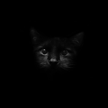 Baixar Preto Papel De Parede Animado Personalização para Android captura de tela 5