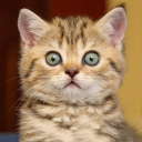 Baixar  Cat sounds - play with cats