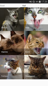 Baixar Cat sounds - play with cats Entretenimento para Android captura de tela 4
